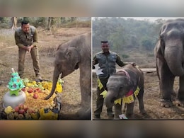 ये है सबसे प्यारा बर्थडे सेलिब्रेशन! केक काटकर अपने बच्चे की तरह मनाया हाथी का जन्मदिन, क्यूट Video जमकर हो रहा वायरल