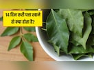 14 दिन करी पत्ता खाने से क्या होता है? Doctor Hansa Yogendra ने बताए करी पत्ते के फायदे