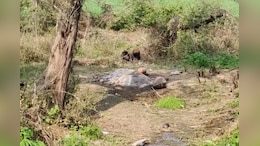यहां खड़ी फसल काटकर खेतों में होता अंतिम संस्कार, गांव में श्मशान घाट की मांग के लिए दर-दर की ठोकर खा रहे लोग