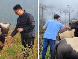 नॉर्थ ईस्ट में मिलने वाली मिथुन और गाय में क्या अंतर है? जानें क्या हैं इनके काम