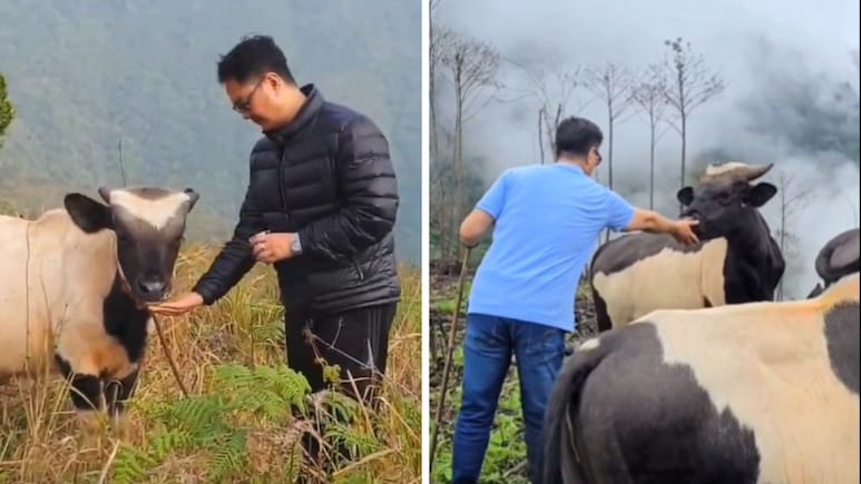 नॉर्थ ईस्ट में मिलने वाली मिथुन और गाय में क्या अंतर है? जानें क्या हैं इनके काम