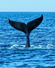 How Whales Manage To Drink Fresh Water
