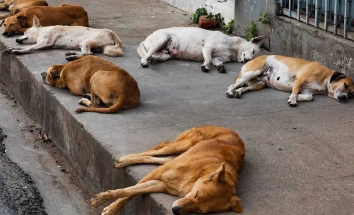 तेलंगाना में बड़े पैमाने पर कुत्तों का कत्लेआम, पैसे देकर लोगों ने लगवाए जहरीले इंजेक्शन, 9 पर FIR