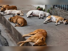तेलंगाना में बड़े पैमाने पर कुत्तों का कत्लेआम, पैसे देकर लोगों ने लगवाए जहरीले इंजेक्शन, 9 पर FIR