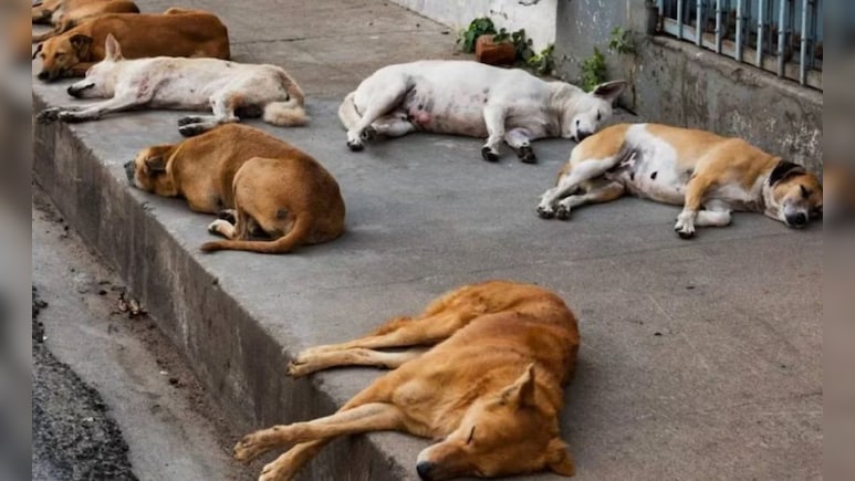 तेलंगाना में बड़े पैमाने पर कुत्तों का कत्लेआम, पैसे देकर लोगों ने लगवाए जहरीले इंजेक्शन, 9 पर FIR