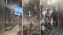 400 KM उड़कर छत्तीसगढ़ पहुंचा दुर्लभ गिद्ध! उदंती-सीतानदी में बीमार मिला, वन विभाग ने किया रेस्क्यू