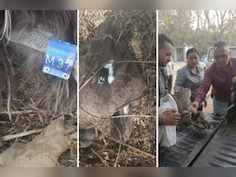 400 KM उड़कर छत्तीसगढ़ पहुंचा दुर्लभ गिद्ध! उदंती-सीतानदी में बीमार मिला, वन विभाग ने किया रेस्क्यू