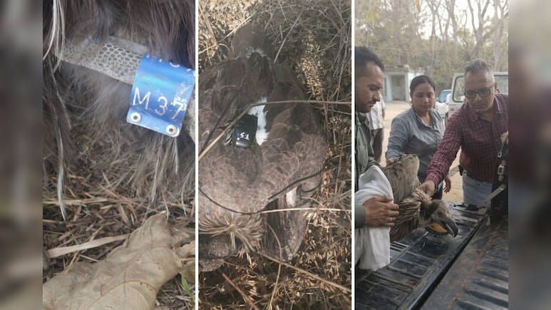 400 KM उड़कर छत्तीसगढ़ पहुंचा दुर्लभ गिद्ध! उदंती-सीतानदी में बीमार मिला, वन विभाग ने किया रेस्क्यू