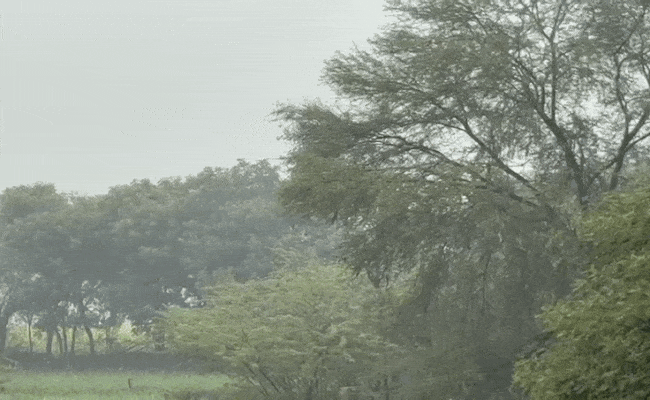 Rajasthan Weather: राजस्थान में मावठ से खिले किसानों के चेहरे तो लोगों की छूटी धुजणी, ऑरेज अलर्ट पर 18 जिले