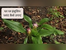 Gardening Guru: घर पर इंसुलिन प्लांट कैसे उगाएं, जानिए इनडोर गार्डनिंग गाइड, फायदे और देखभाल के आसान टिप्स