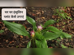 Gardening Guru: घर पर इंसुलिन प्लांट कैसे उगाएं, जानिए इनडोर गार्डनिंग गाइड, फायदे और देखभाल के आसान टिप्स
