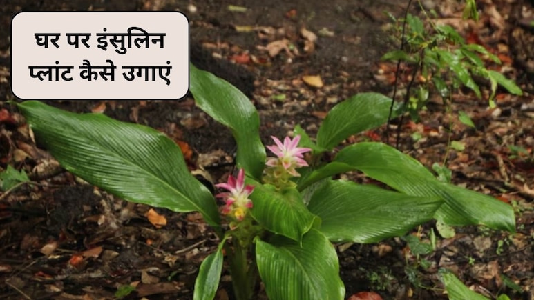 Gardening Guru: घर पर इंसुलिन प्लांट कैसे उगाएं, जानिए इनडोर गार्डनिंग गाइड, फायदे और देखभाल के आसान टिप्स
