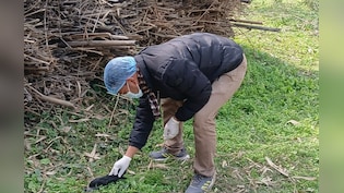 बिहार में बर्ड फ्लू का खौफ, दरभंगा में पुष्टि के बाद अब कटिहार में 100 से ज्यादा कौवों की मौत से हड़कंप