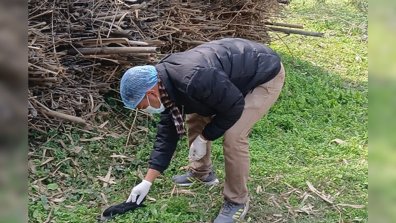 बिहार में बर्ड फ्लू का खौफ, दरभंगा में पुष्टि के बाद अब कटिहार में 100 से ज्यादा कौवों की मौत से हड़कंप