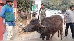 ज&zwj;िला पर&zwj;िषद की बैठक में भैंस लेकर पहुंचा पार्षद, कर डाली बड़ी मांग