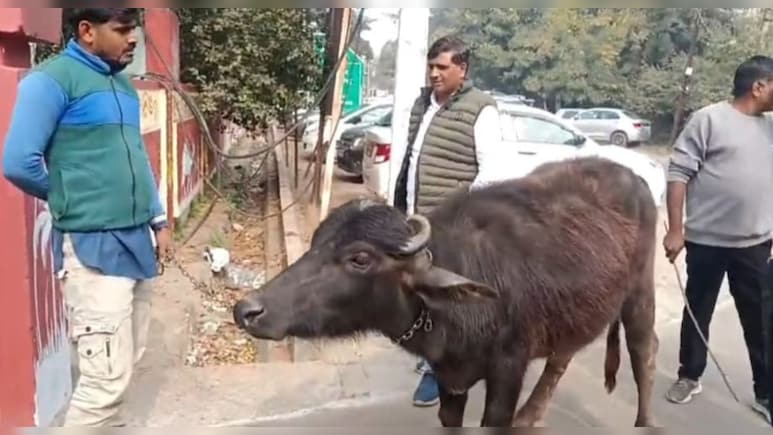 ज&zwj;िला पर&zwj;िषद की बैठक में भैंस लेकर पहुंचा पार्षद, कर डाली बड़ी मांग