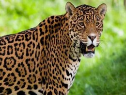 दौसा में मादा पैंथर ने मचाया आतंक, बच्चों के साथ ग्रामीण इलाके में दिखा मूवमेंट; वन विभाग अलर्ट