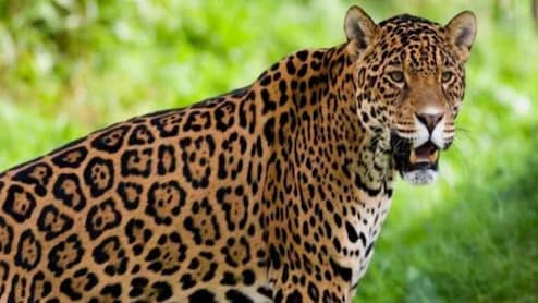 उदयपुर में फिर लेपर्ड का आतंक, रात में खेत से उठाया किसान; जंगल में मिला शव