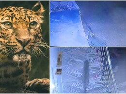 Rajasthan: जयपुर के सांगानेर में तेंदुए का आतंक, वन विभाग ने कहा- 'अंधेरा होने पर घर से बाहर न निकलें'