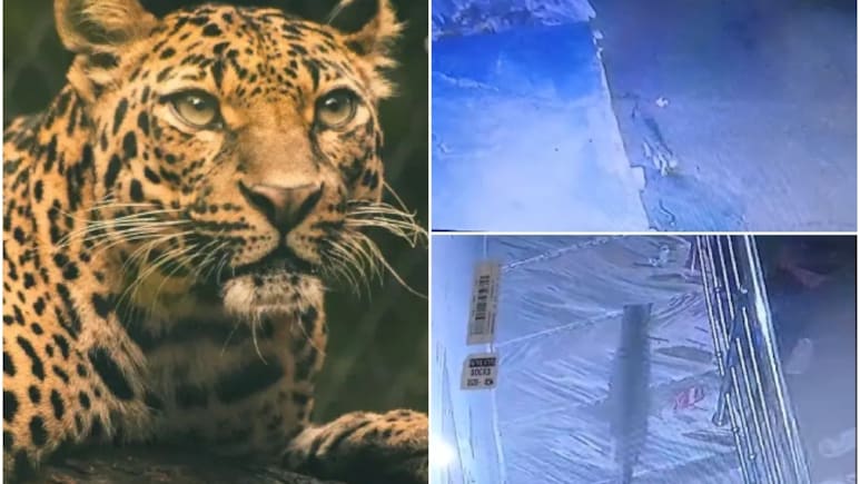 Rajasthan: जयपुर के सांगानेर में तेंदुए का आतंक, वन विभाग ने कहा- 'अंधेरा होने पर घर से बाहर न निकलें'