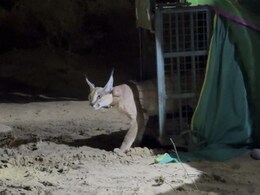 राजस्थान में 'कैरकल' कैट का रेस्क्यू ऑपरेशन, अनोखी छलांग लगाकर हवा में उड़ते पक्षियों का करती है शिकार