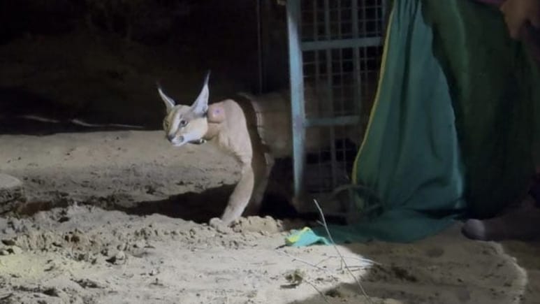 राजस्थान में 'कैरकल' कैट का रेस्क्यू ऑपरेशन, अनोखी छलांग लगाकर हवा में उड़ते पक्षियों का करती है शिकार