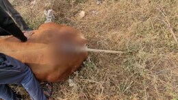 अलवर में नंदी की पीठ में कुल्हाड़ी घोंपकर छोड़ा, सड़क पर घंटों दर्द से तड़पता रहा बेजुबान