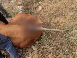 अलवर में नंदी की पीठ में कुल्हाड़ी घोंपकर छोड़ा, सड़क पर घंटों दर्द से तड़पता रहा बेजुबान