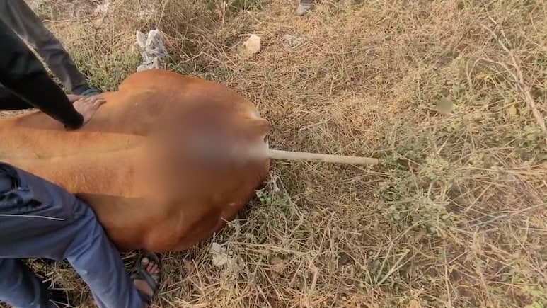 अलवर में नंदी की पीठ में कुल्हाड़ी घोंपकर छोड़ा, सड़क पर घंटों दर्द से तड़पता रहा बेजुबान