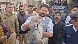 उदयपुर कोर्ट में बंदर ने वकीलों को दौड़ा-दौड़ा कर काटा... फाइलें फाड़ी, रेस्क्यू टीम ने ऐसे पाया काबू