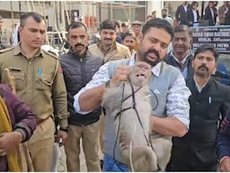 उदयपुर कोर्ट में बंदर ने वकीलों को दौड़ा-दौड़ा कर काटा... फाइलें फाड़ी, रेस्क्यू टीम ने ऐसे पाया काबू