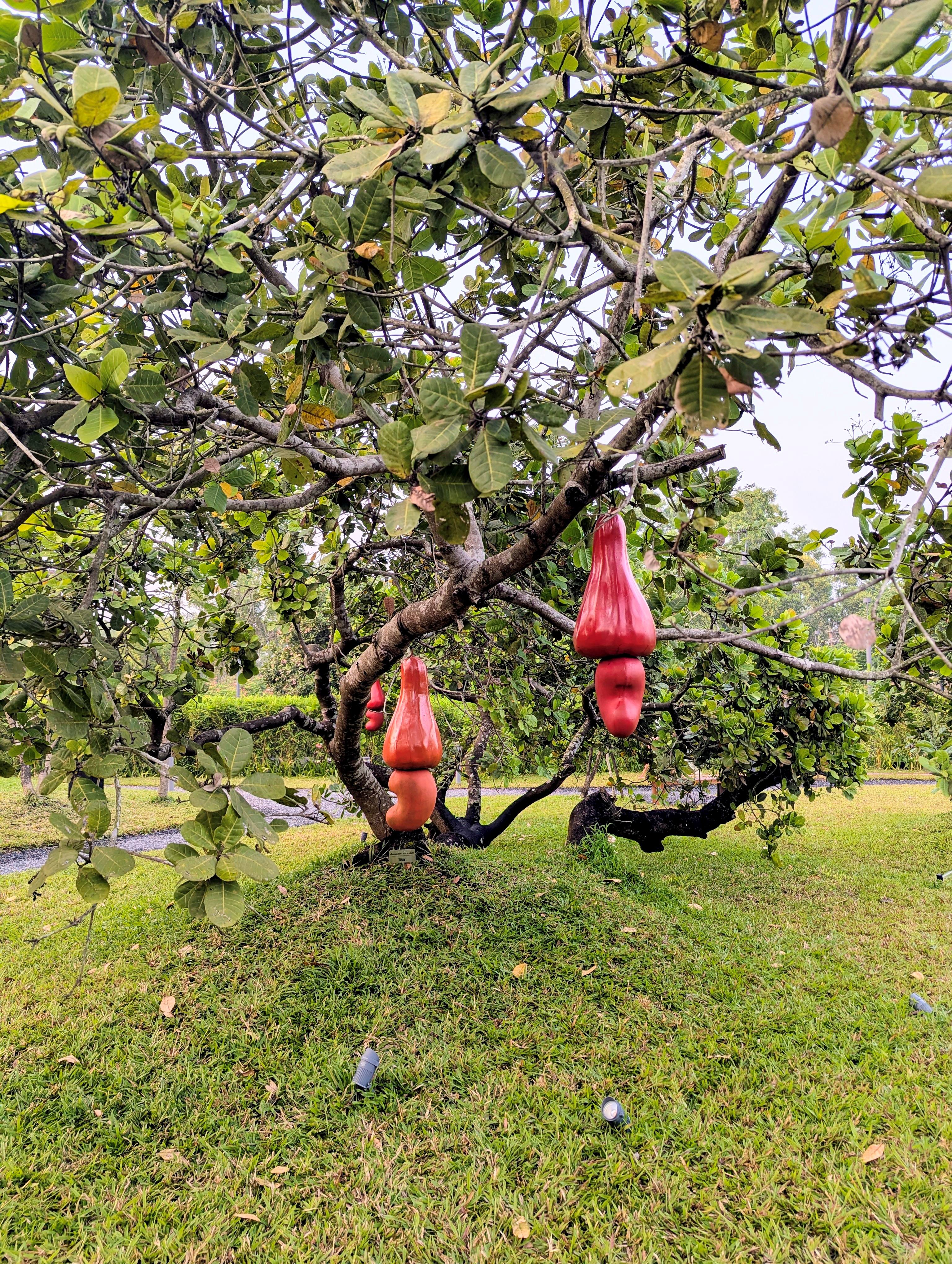 Subodh Kerkars cashews. Photo: Author Subodh Kerkars cashews. Photo: Author