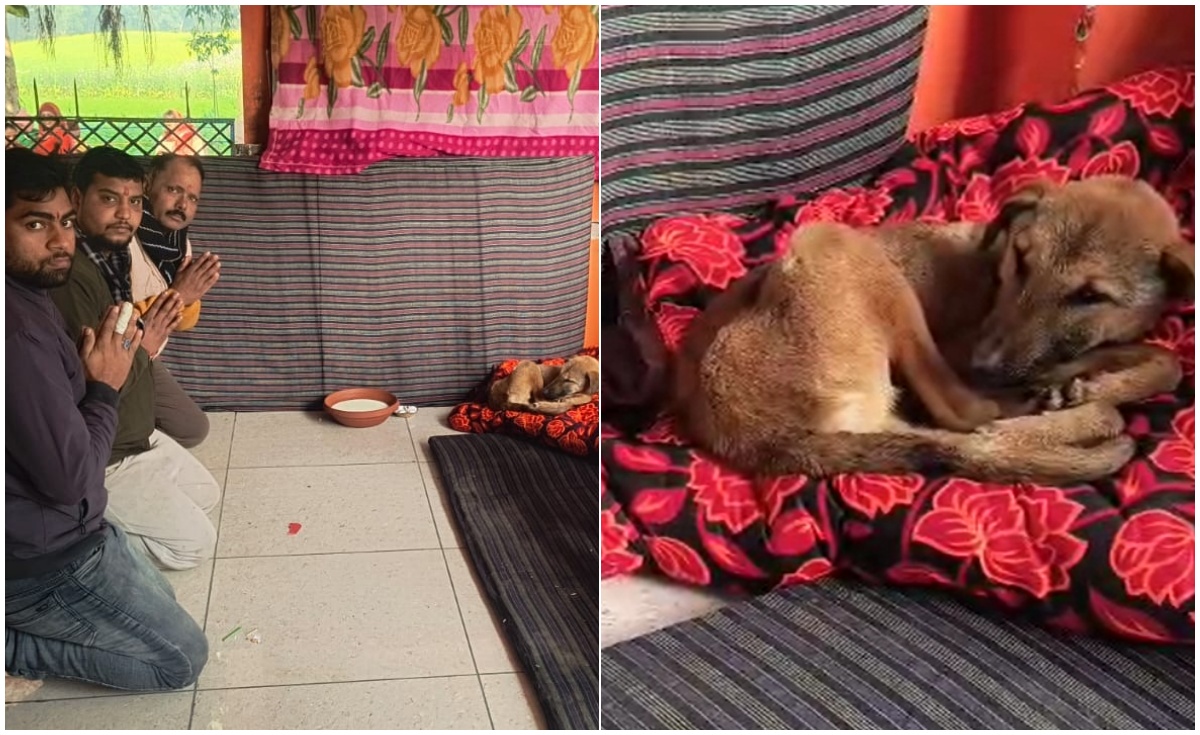 मूर्ति की परिक्रमा करने वाले कुत्ता बन गए 'महाराज', बिजनौर में दूर-दूर से दर्शन के लिए आ रहे लोग