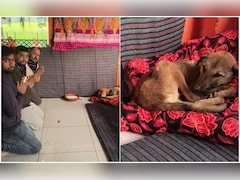 बिजनौर में कुत्ता बना महाराज, दूर-दूर से मत्था टेकने आ रहे लोग, मेले सा माहौल