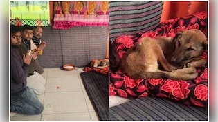 मूर्ति की परिक्रमा करने वाले कुत्ता बन गए 'महाराज', बिजनौर में दूर-दूर से दर्शन के लिए आ रहे लोग