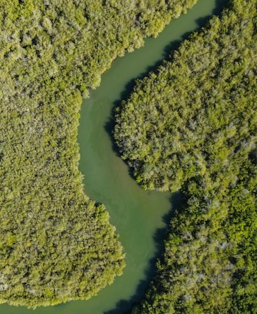 Interesting Facts About The Mangrove Forests