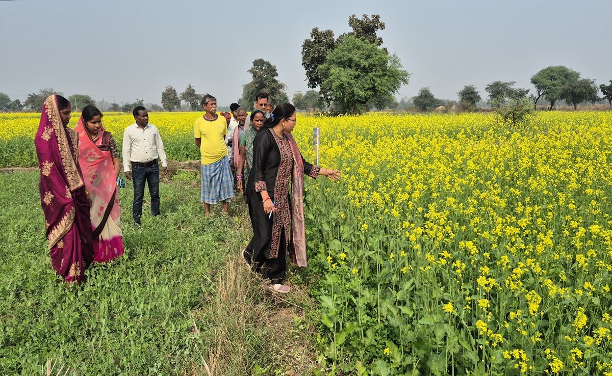 Success Story: कम पानी और लागत वाली सरसों की खेती का कमाल, यहां नई तकनीक से किसानों की बदल रही किस्मत