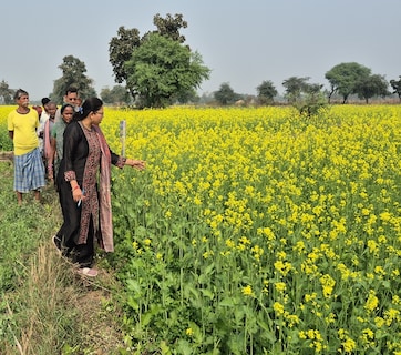 Success Story: कम पानी और लागत वाली सरसों की खेती का कमाल, यहां नई तकनीक से किसानों की बदल रही किस्मत