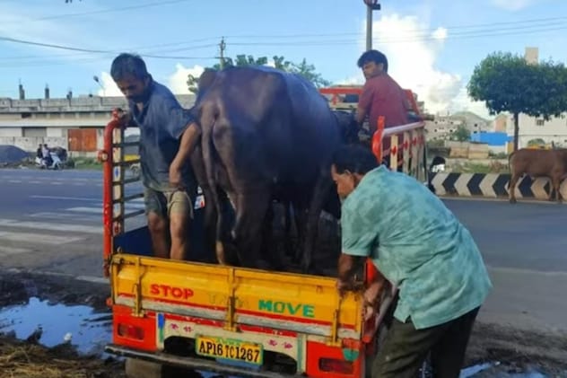 मामला हल होने के बाद पुलिस ने भैंस उसके मालिक को सौंप दी. मामला हल होने के बाद पुलिस ने भैंस उसके मालिक को सौंप दी.