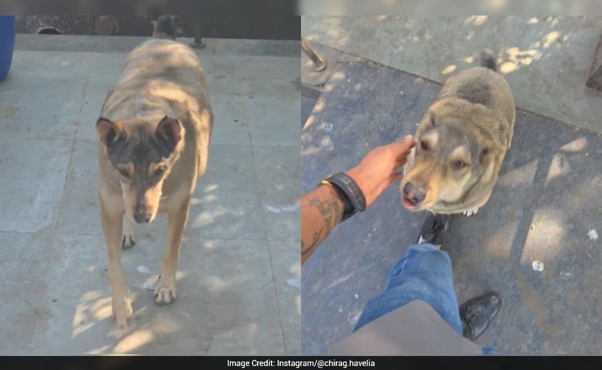 Man Reunites With Stray Dog After 5 Years
