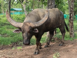 जंगली भैसें &lsquo;छोटू&rsquo; के ल&zwj;िए 17 गांवों के लोग छोड़ेंगे जमीन, क्&zwj;यों ल&zwj;िया ऐसा फैसला?