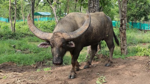 जंगली भैसें &lsquo;छोटू&rsquo; के ल&zwj;िए 17 गांवों के लोग छोड़ेंगे जमीन, क्&zwj;यों ल&zwj;िया ऐसा फैसला?