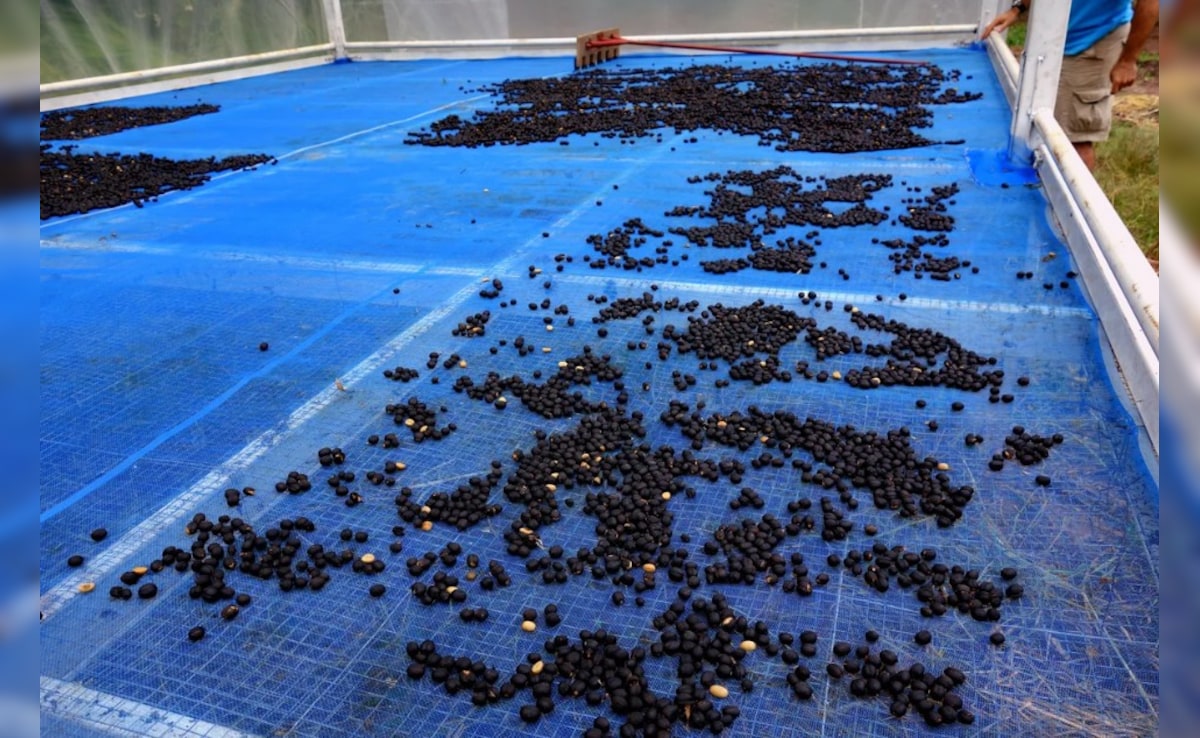 Latest and Breaking News on NDTV