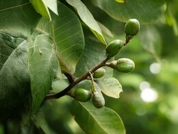 स्किन से जुड़ी दिक्कतों से लेकर पेट की समस्या का काल है यह औषधीय वृक्ष, जानें उपयोग करने का सही तरीका
