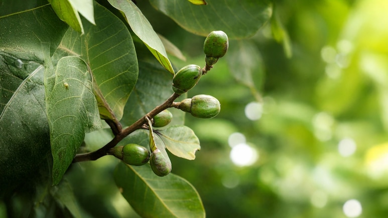 स्किन से जुड़ी दिक्कतों से लेकर पेट की समस्या का काल है यह औषधीय वृक्ष, जानें उपयोग करने का सही तरीका