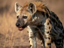 Hyena Spotted In Indapur: बिबट्यानंतर तरसाची दहशत, इंदापुरातील लोकं घाबरली