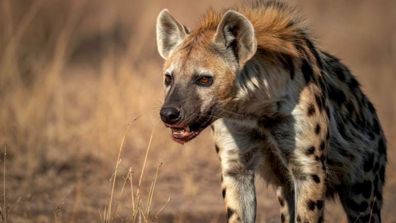 Hyena Spotted In Indapur: बिबट्यानंतर तरसाची दहशत, इंदापुरातील लोकं घाबरली
