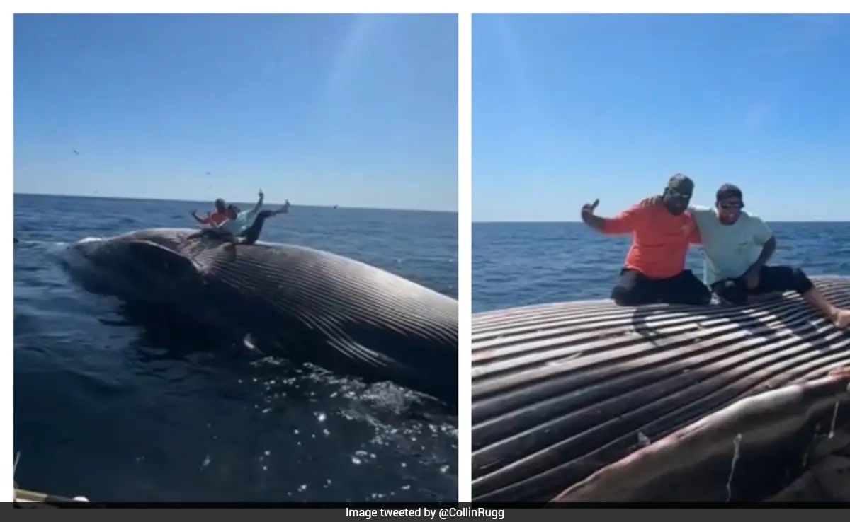 Drunk Fishermen Pose on Dead Whale