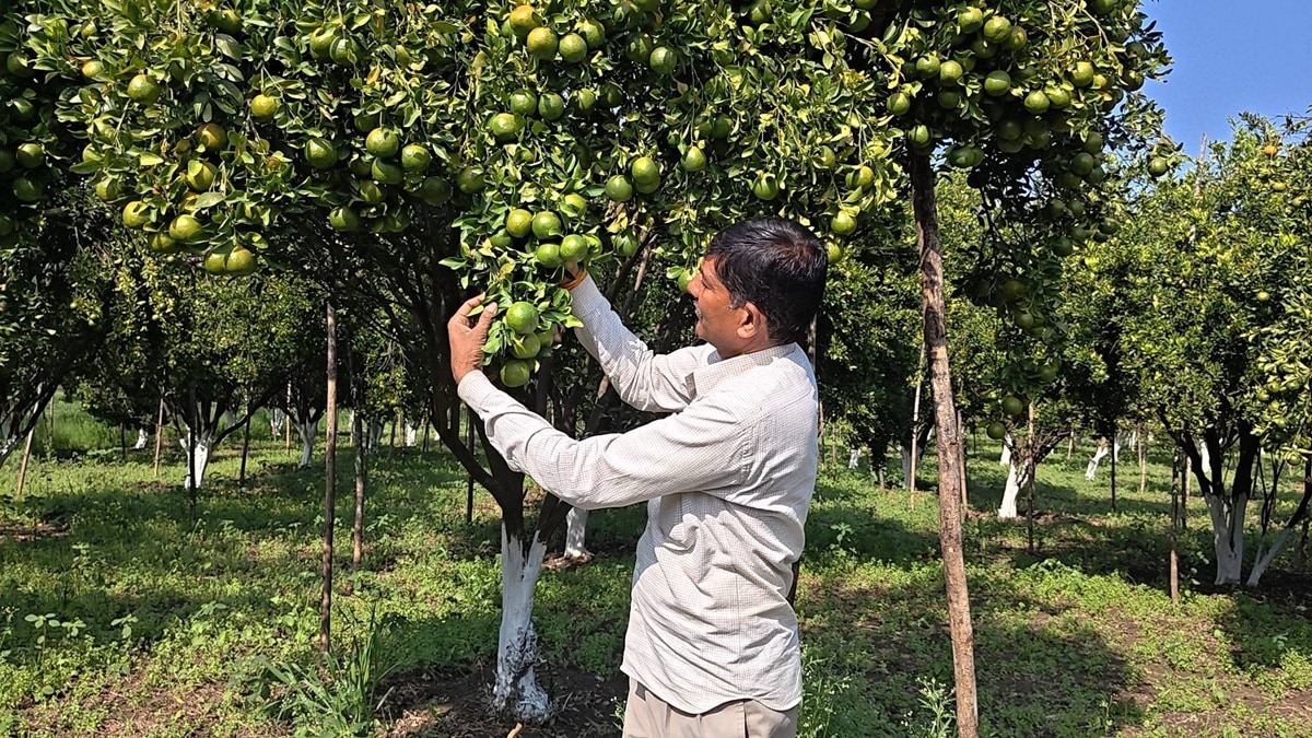Organic santre ki kheti से Ratlam के किसान बनेसिंह बने मिसाल. Organic santre ki kheti से Ratlam के किसान बनेसिंह बने मिसाल.