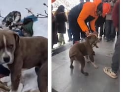 Loyal Pitbull Guards Dead Owner's Body For 4 Days In Harsh Himachal Cold